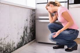 Mold Odor Removal Services in Cherokee, NC